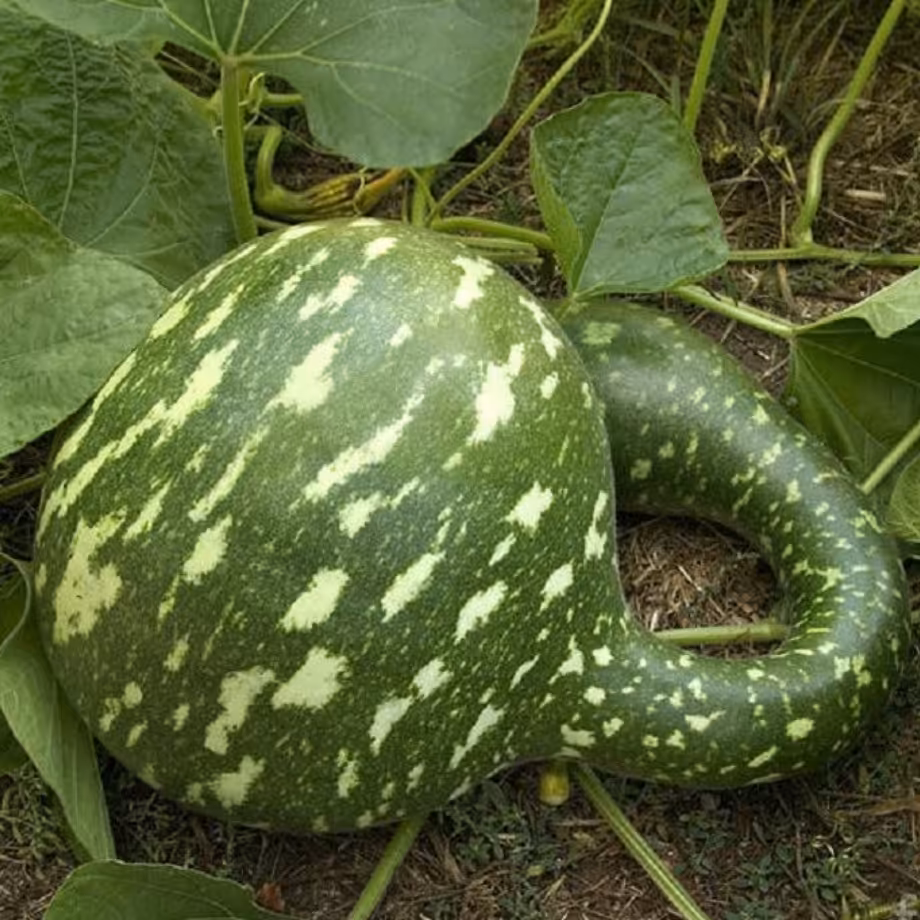 بذر کمیاب کدو اردکی سبز بسته (2 عددی).