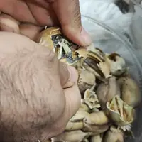 دانه خشخاش سیاه تخم خشخاش سیاه اصلی تازه 250  گرم ارسال رایگان به سراسر ایران 