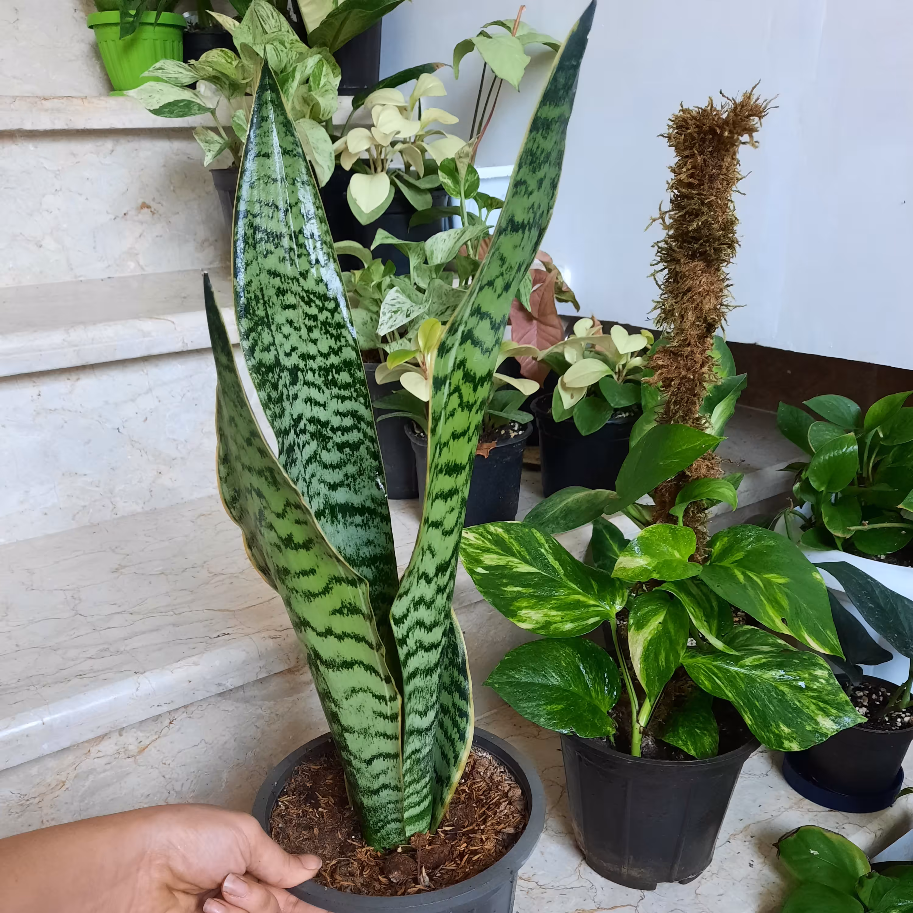 امریکن ابلق بلند