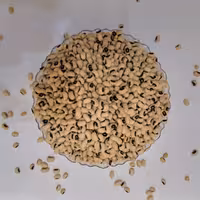 لوبیا چشم بلبلی درشت