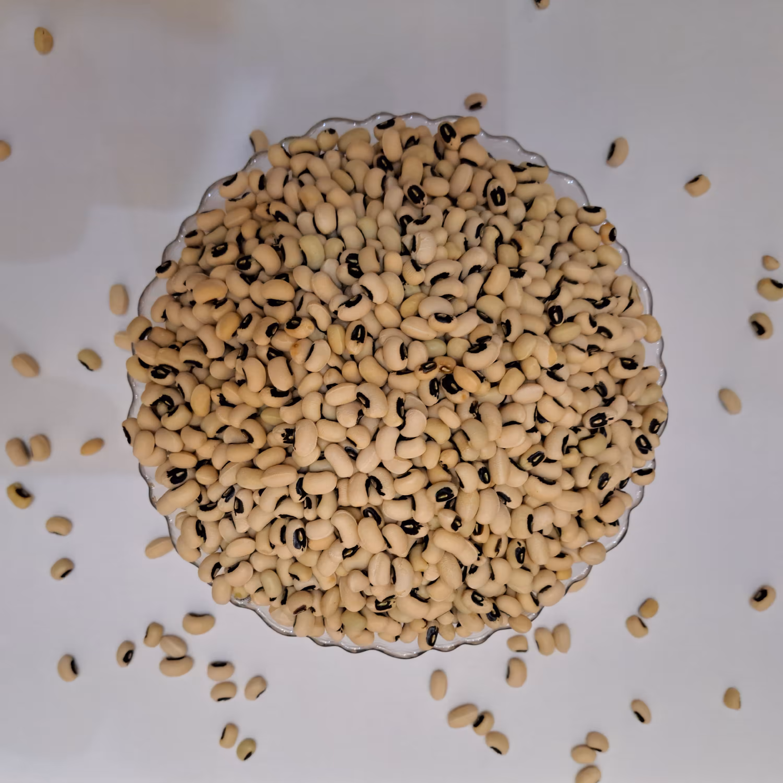 لوبیا چشم بلبلی درشت