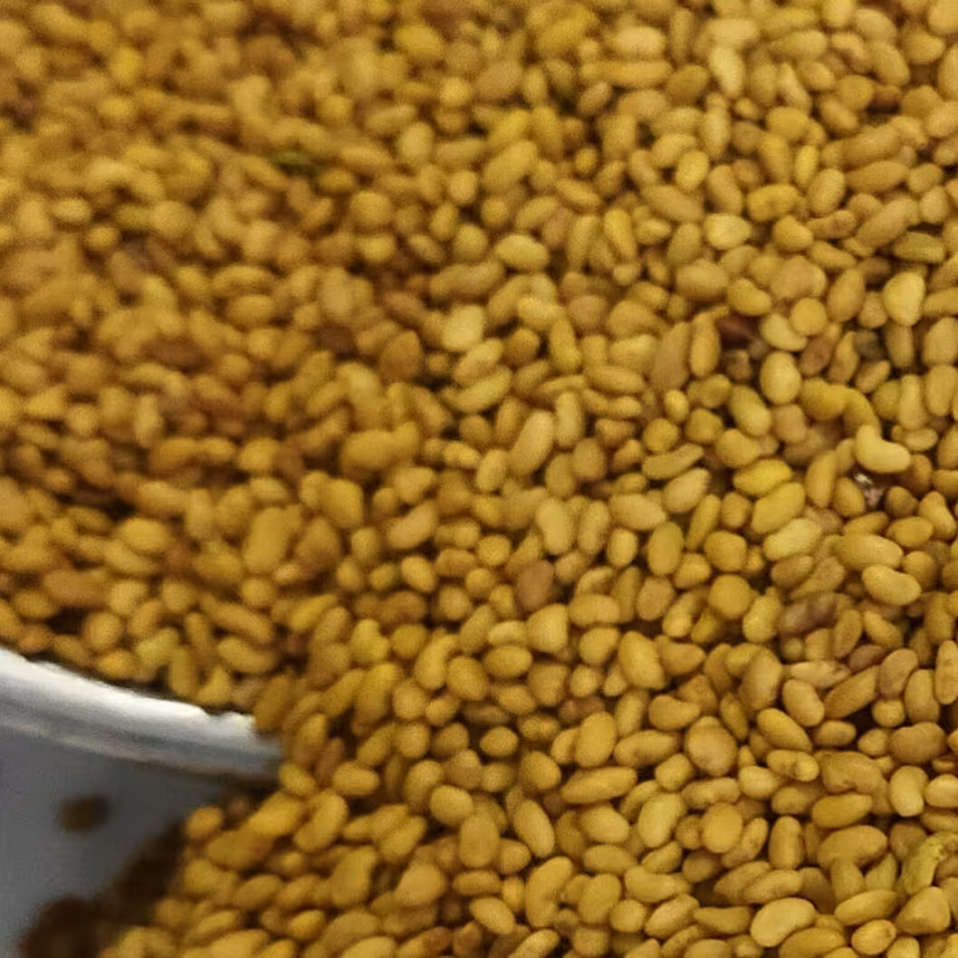 فروش بذر  یونجه بمی درجه یک در بسته بندی 10 کیلویی 
