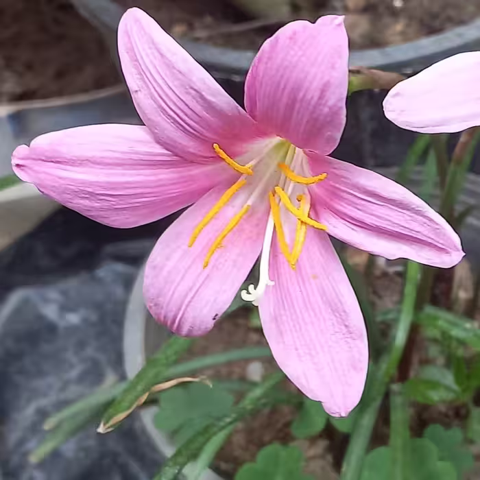 پیاز گل  زیبای سوسن صورتی.بسته4عددی..ارسال با اتوبوس و پس کرایه 