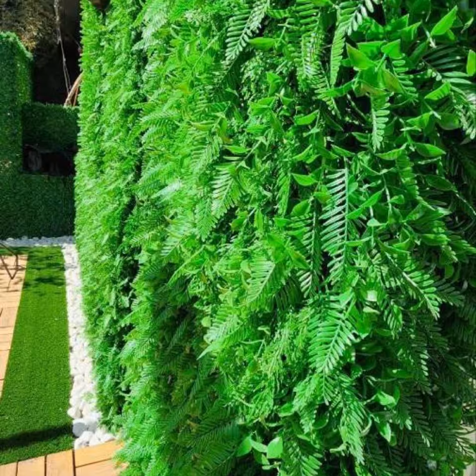 گرین وال(شمشاد سیکاس)50در50