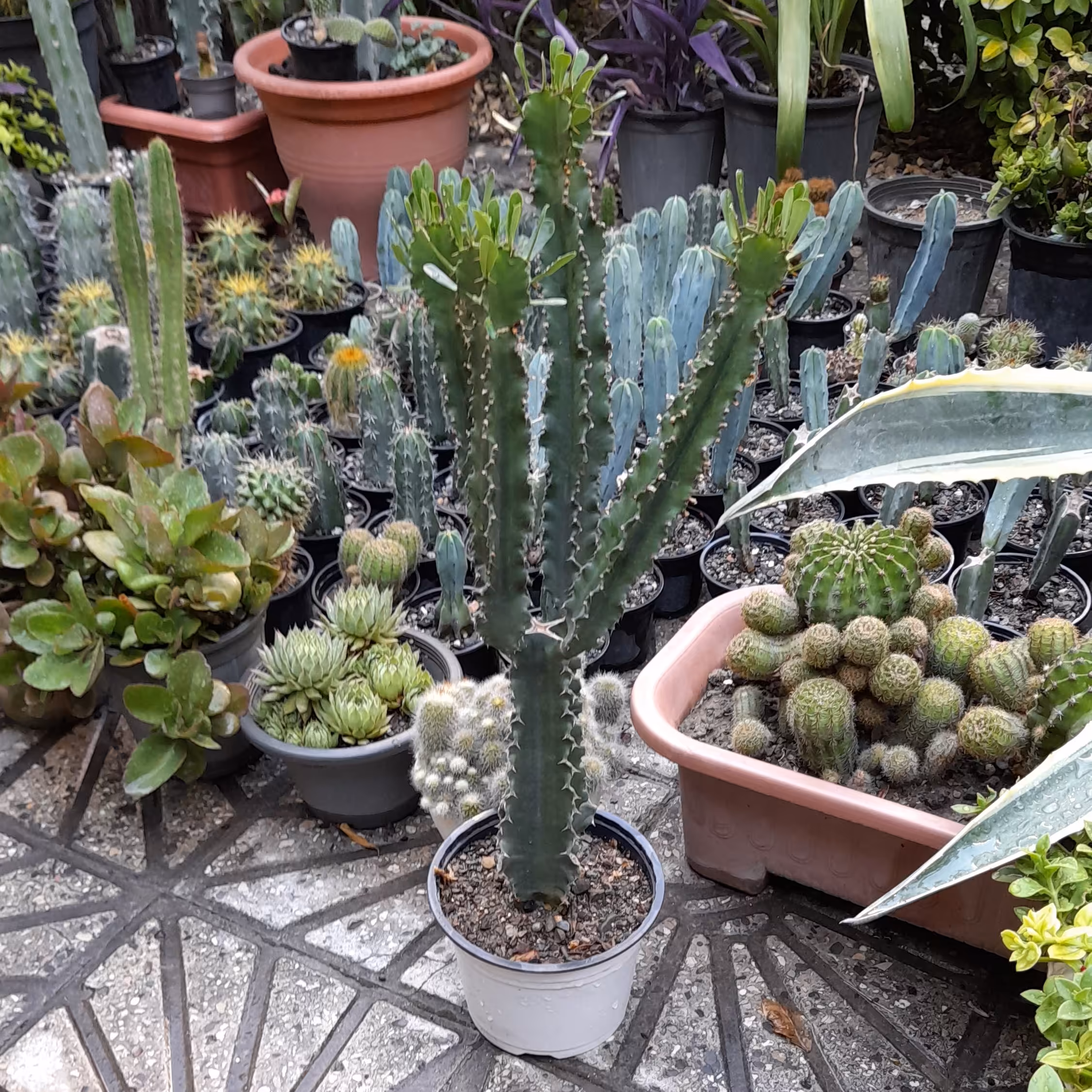 افوربیا اینجنس...گلدون 16