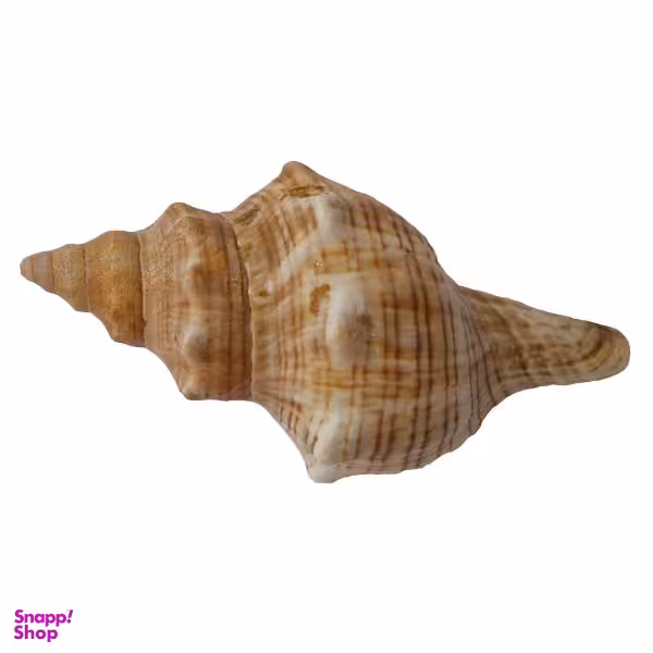 صدف تزیینی کد RS16