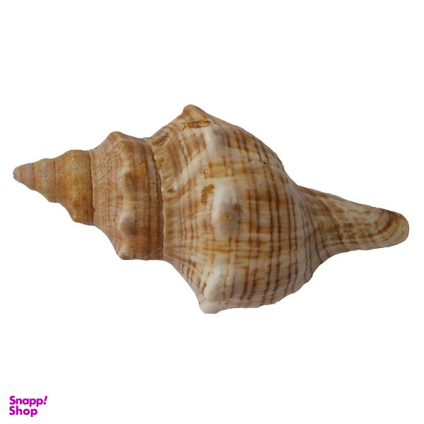 صدف تزیینی کد RS16