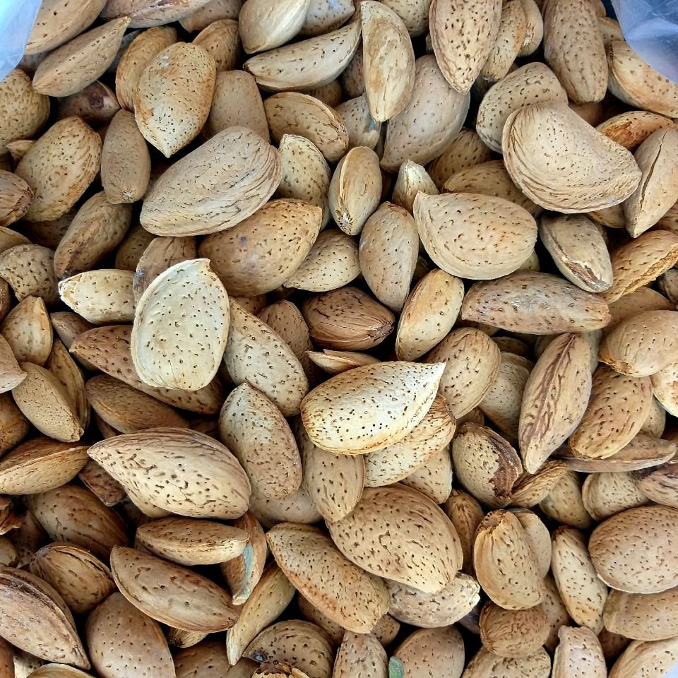 بادام درختی درجه یک