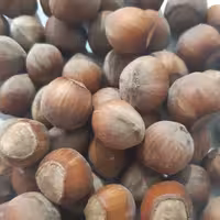 فندق خام درجه یک محصولی از ارتفاعات گیلان دیلمان برداشت1403(1000گرمی)