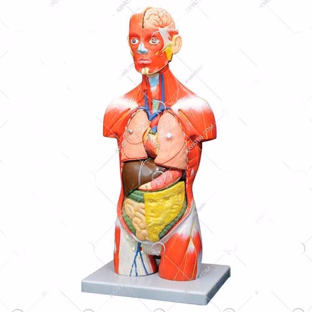 آناتومی بدن 11 قسمتی