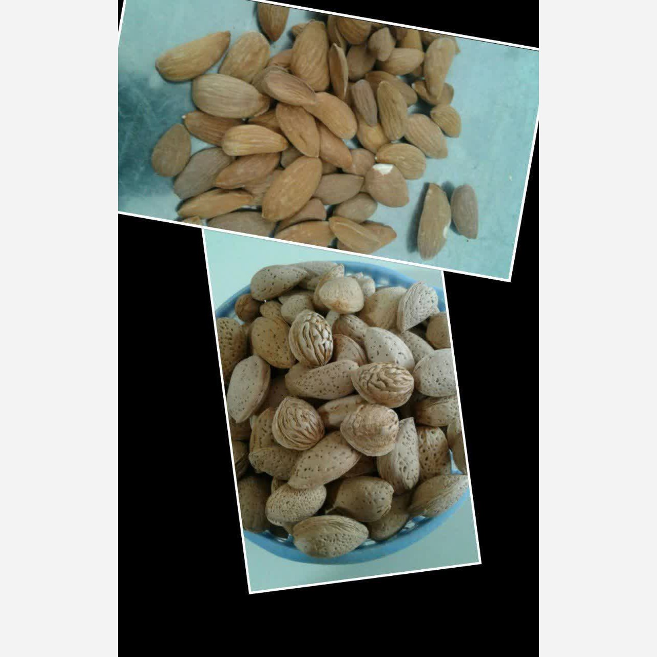 بادام سنگی ارگانیک