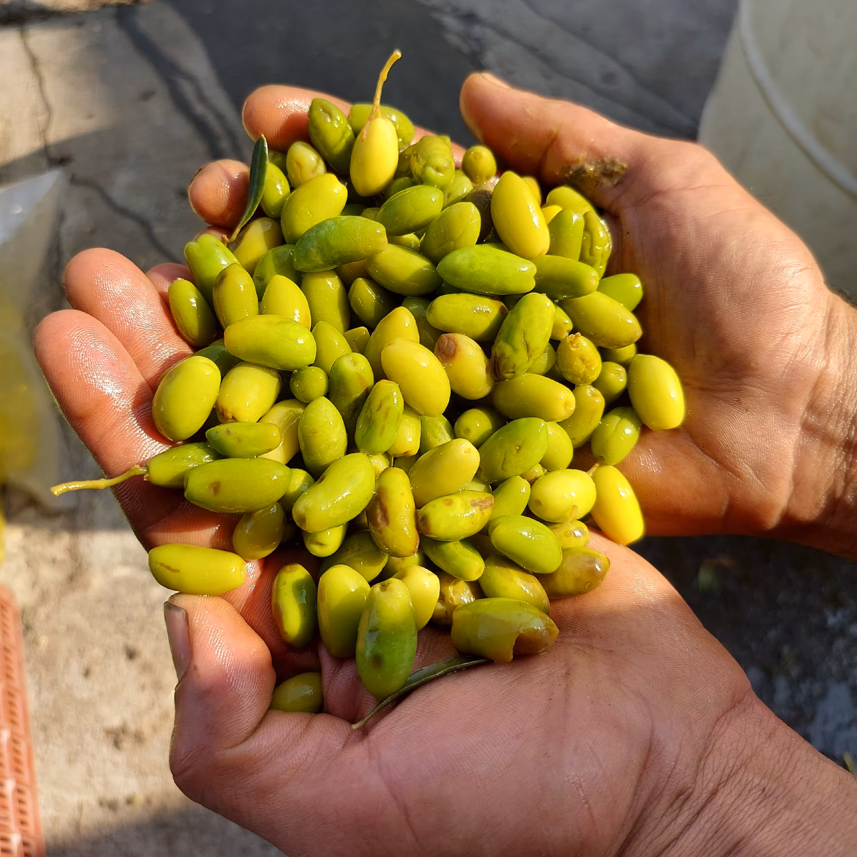 زیتون کنسروی ماری خوش خوراک 1401