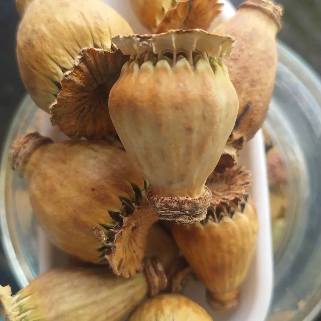 گرز شقایق خشخاش خودرو 25گرمی