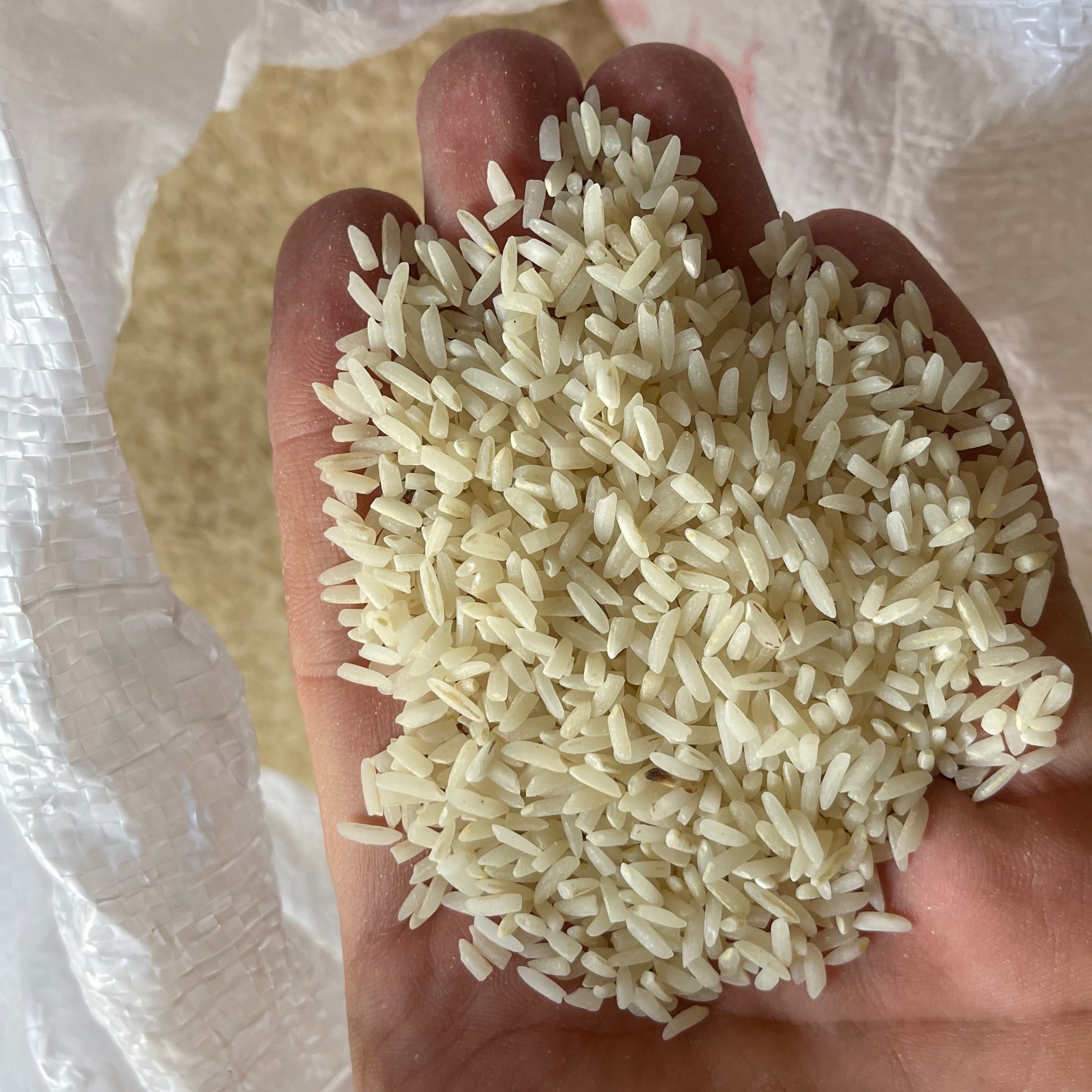 برنج طارم محلی فریدونکنار کشت دوم بوجارنشده در بسته بندی 10 کیلویی
