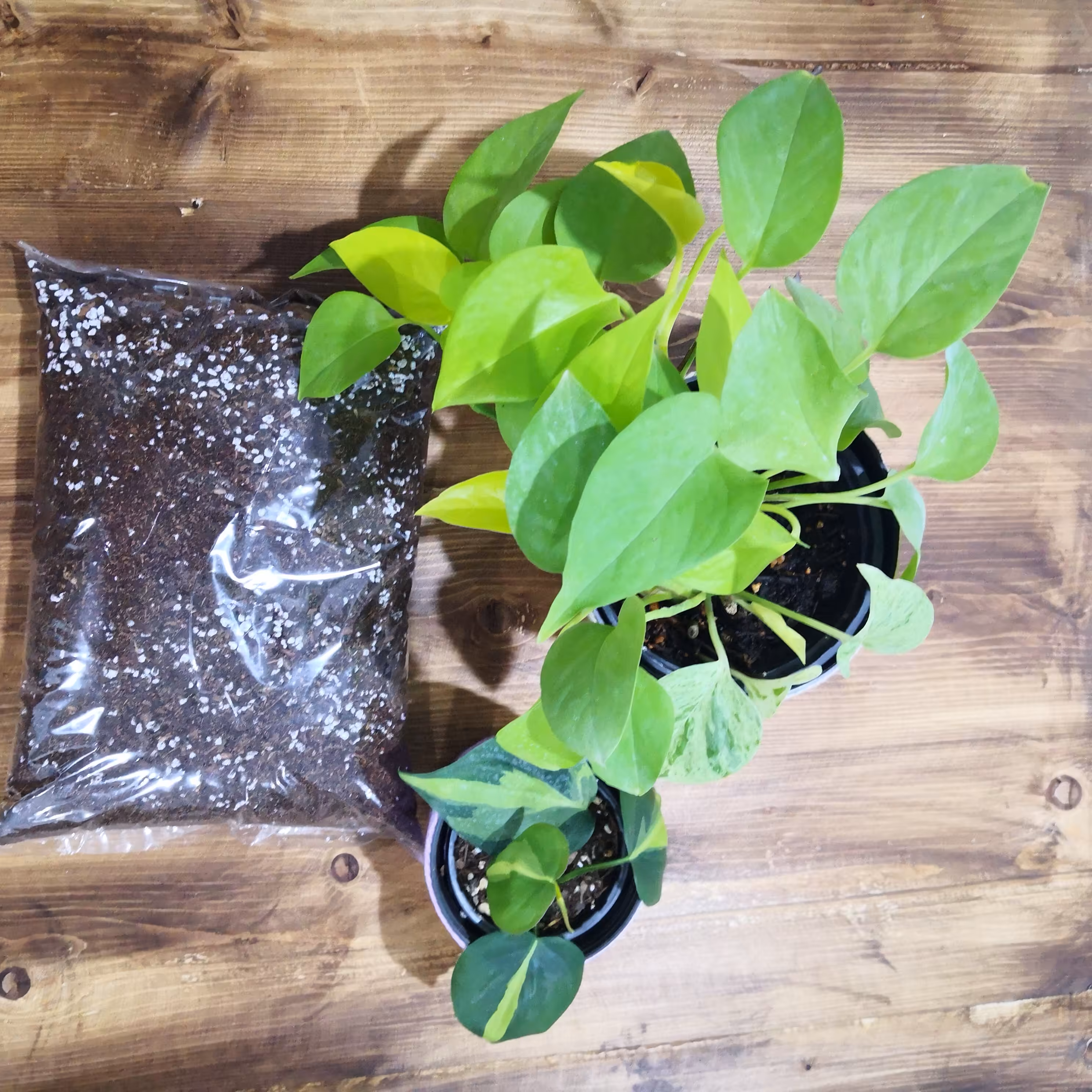 خاک آماده گیاهان آپارتمانی 2 لیتری بدون خاک برگ