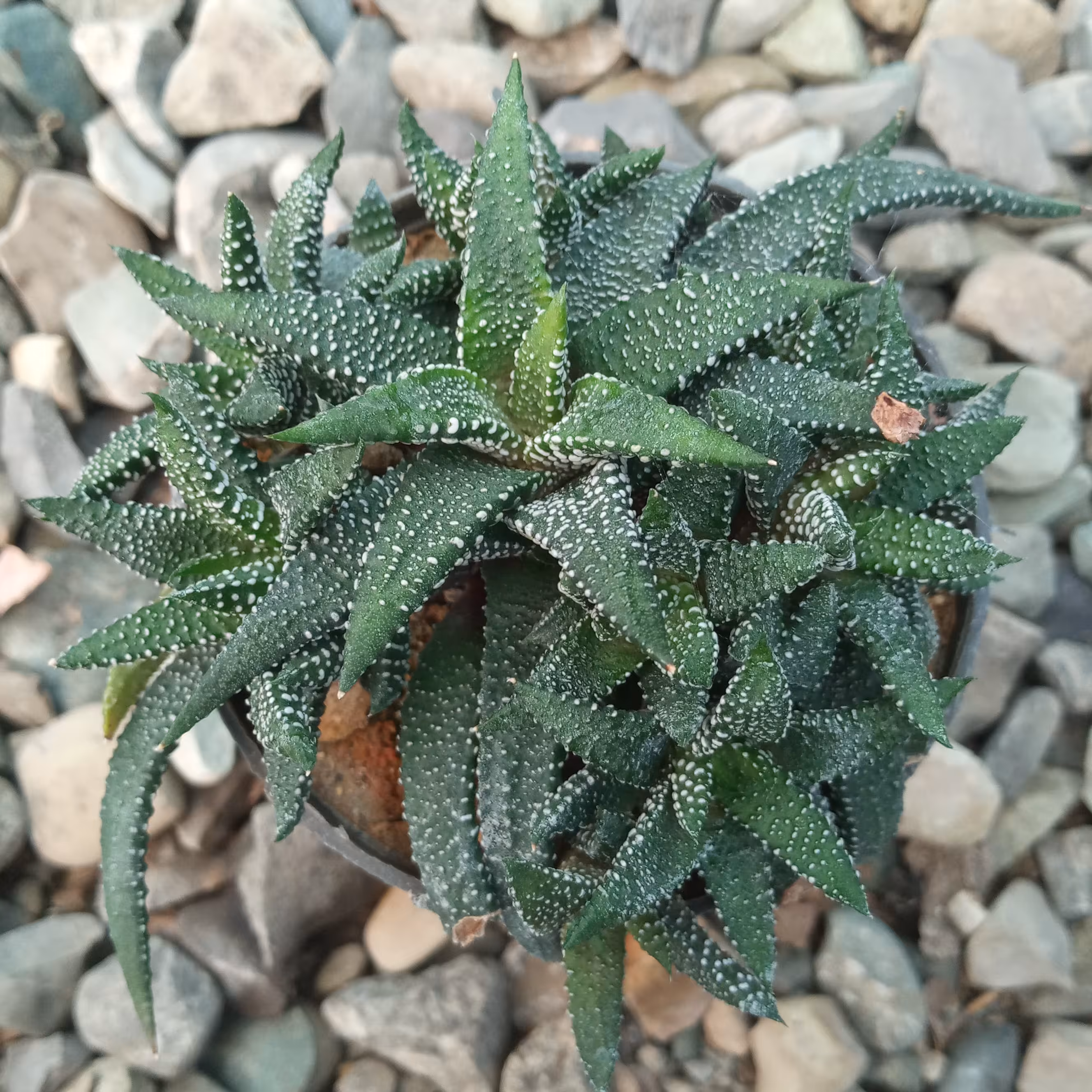 گل هاورتیا4