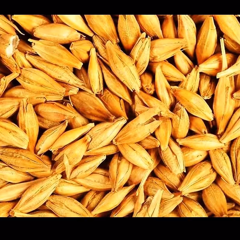 جو ( با پوست) (کاشت دیم) (2 کیلویی) (ارسال رایگان) 