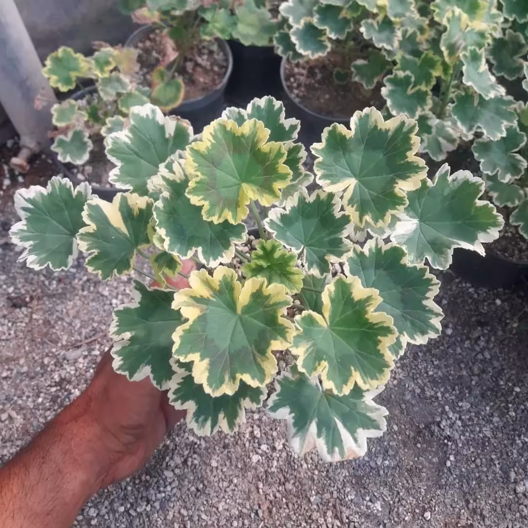 شمعدانی ابلق ( گلدان 14 با تراکم رنگی بالا) 