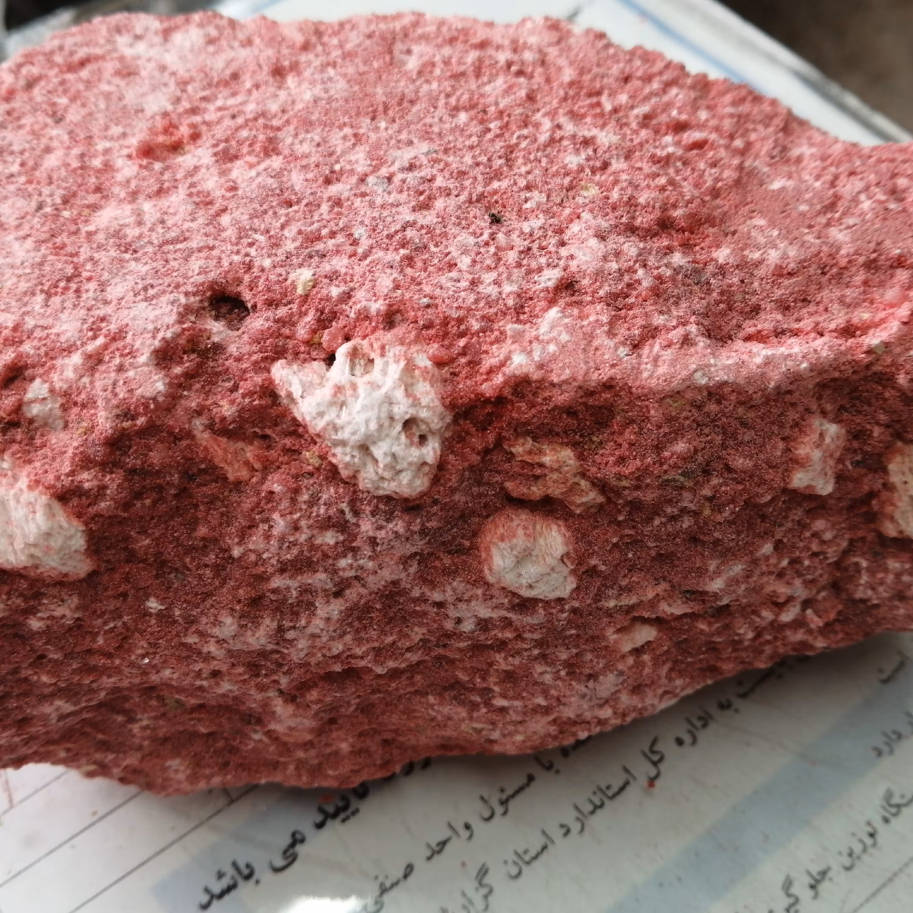 جاوی قرمز   یک سیر