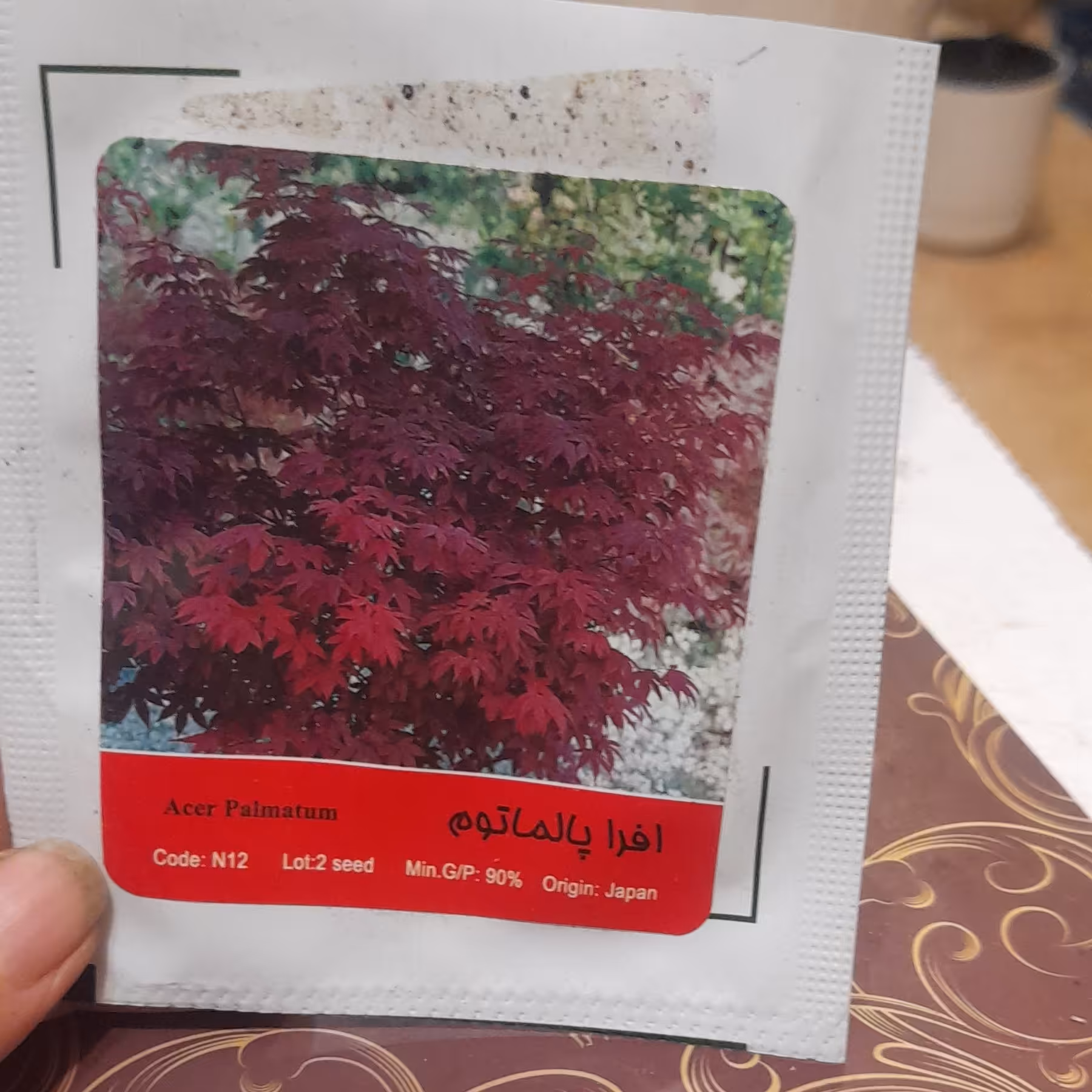 بذر افرا پالماتوم