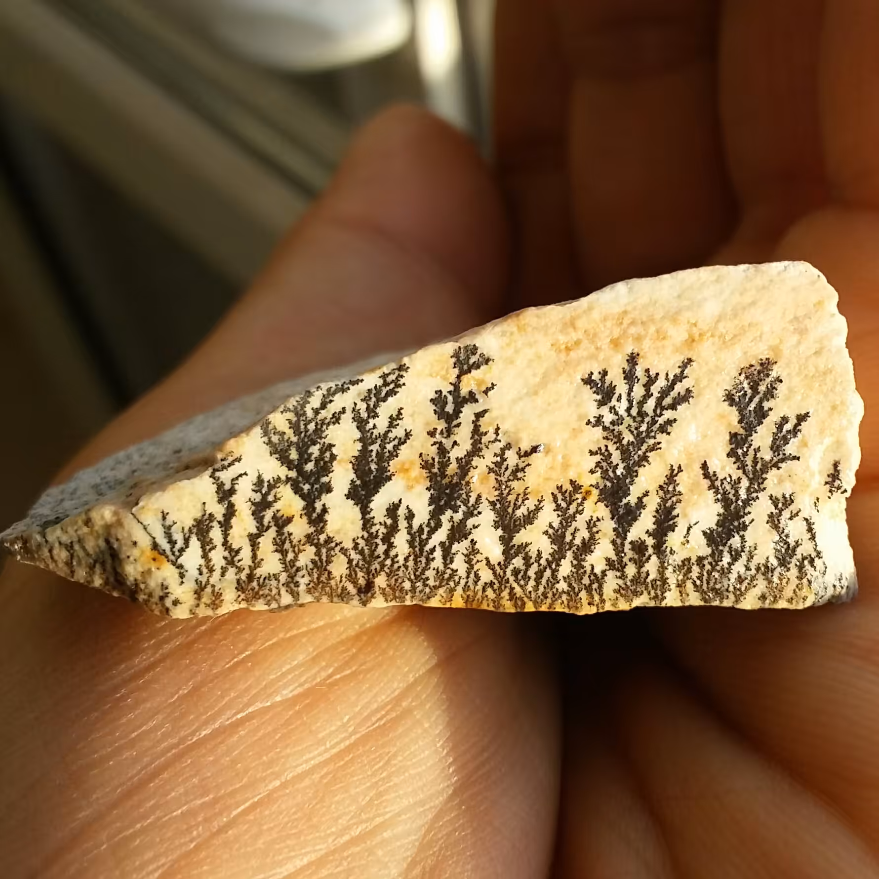 سنگ راف 100 در 100 طبیعی شجر دندریتی یا فسیلی محششر خاص شاهکار خلقت
شجر واضح بی نظییییر