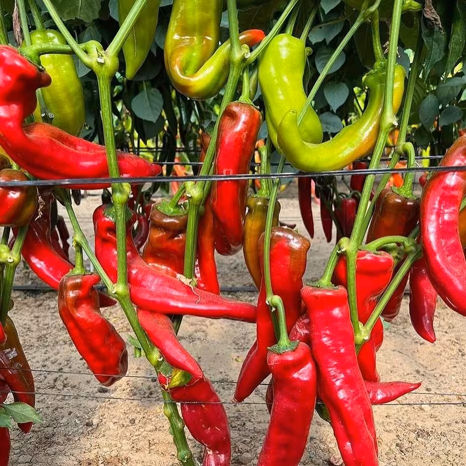 بذر فلفل کاپی رنگی بسته 20 عددی