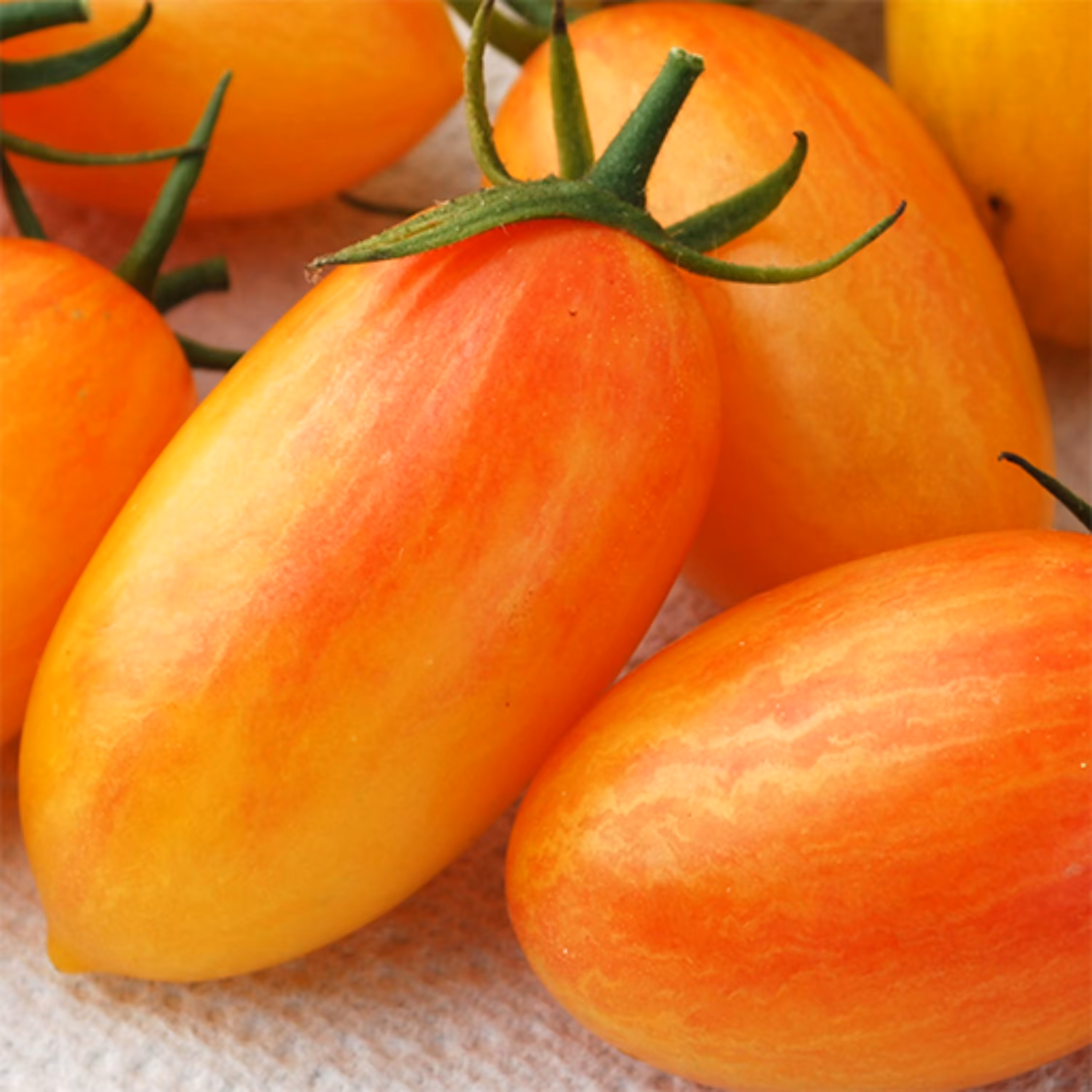 بذر گوجه زیتونی بلاش 10 عددی