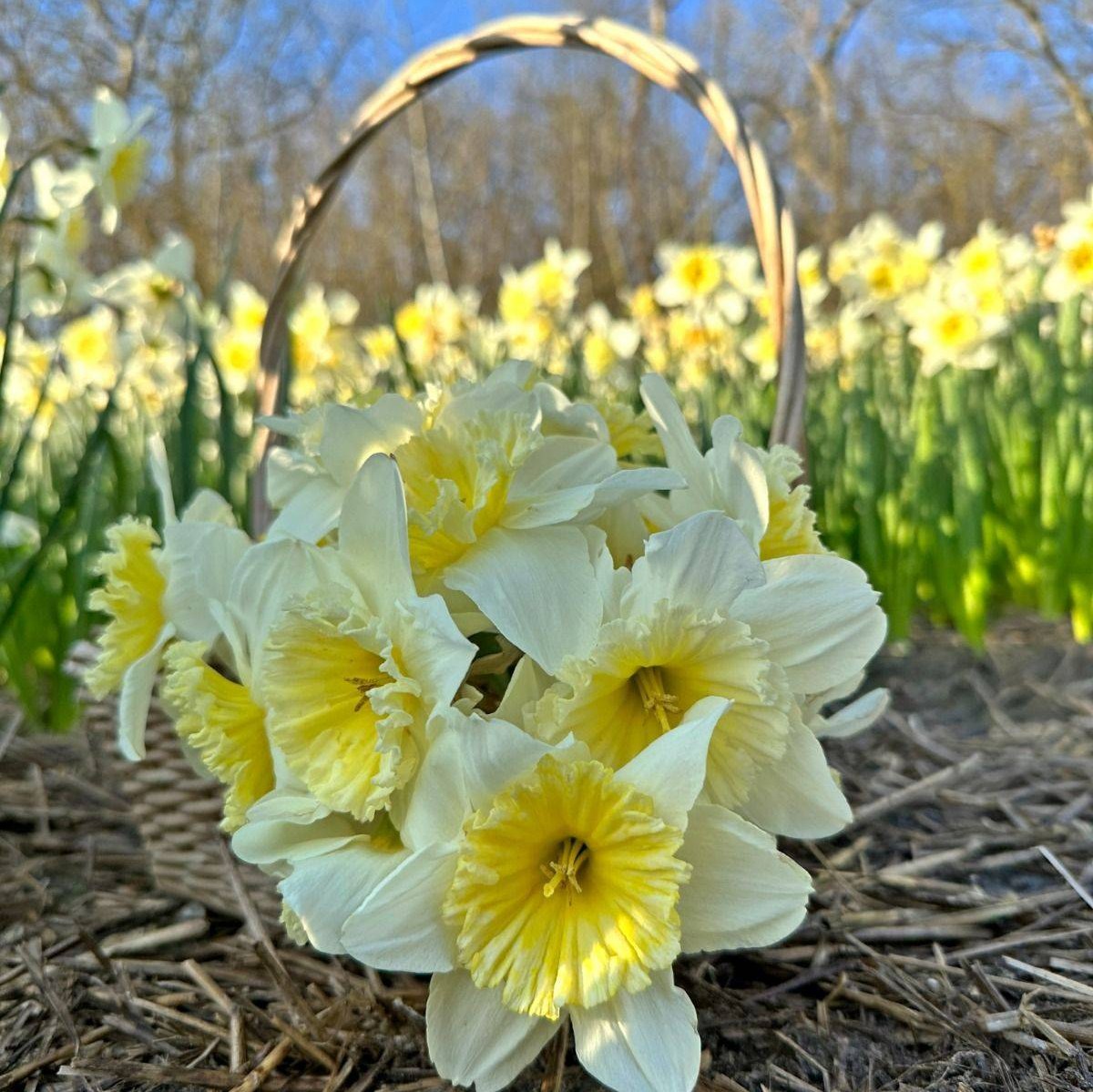ice follies daffodil نرگس(پک 7 پیازی-هلندی)