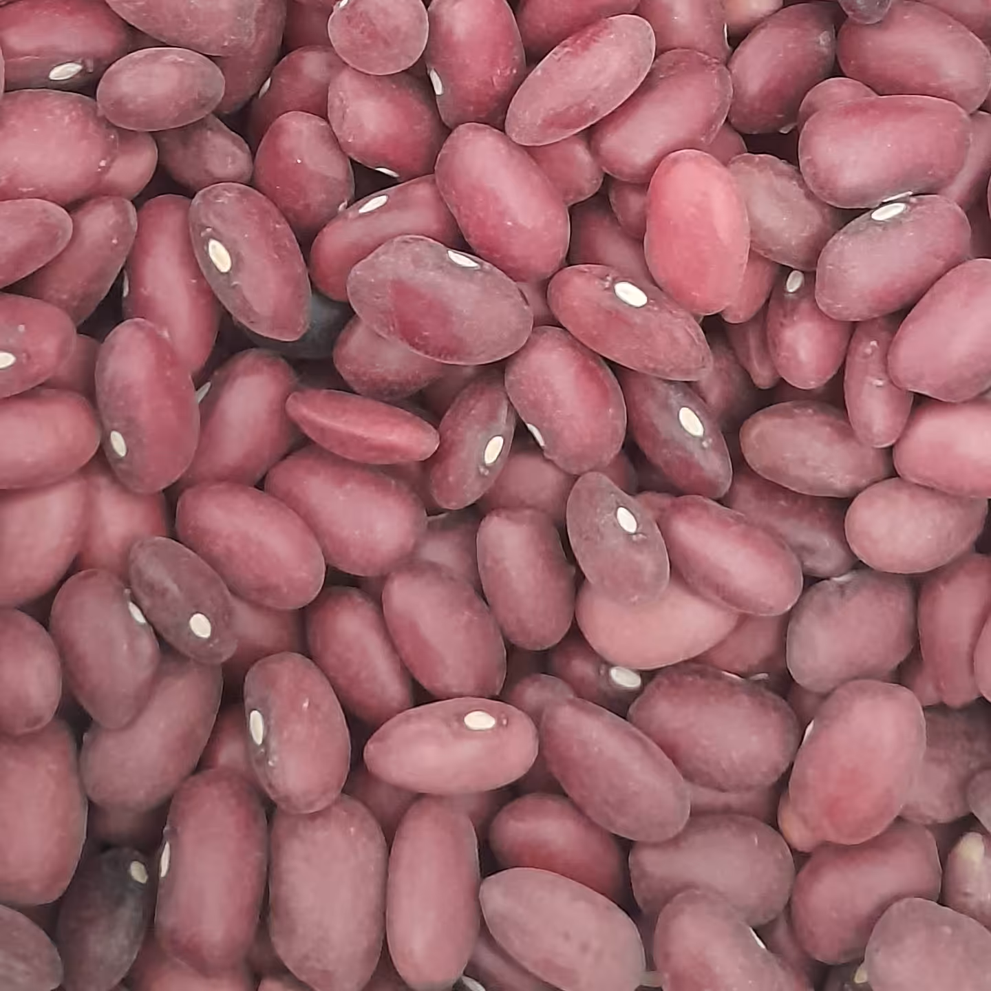 لوبیا قرمز ده کیلویی   اورگانیک و سورت شده