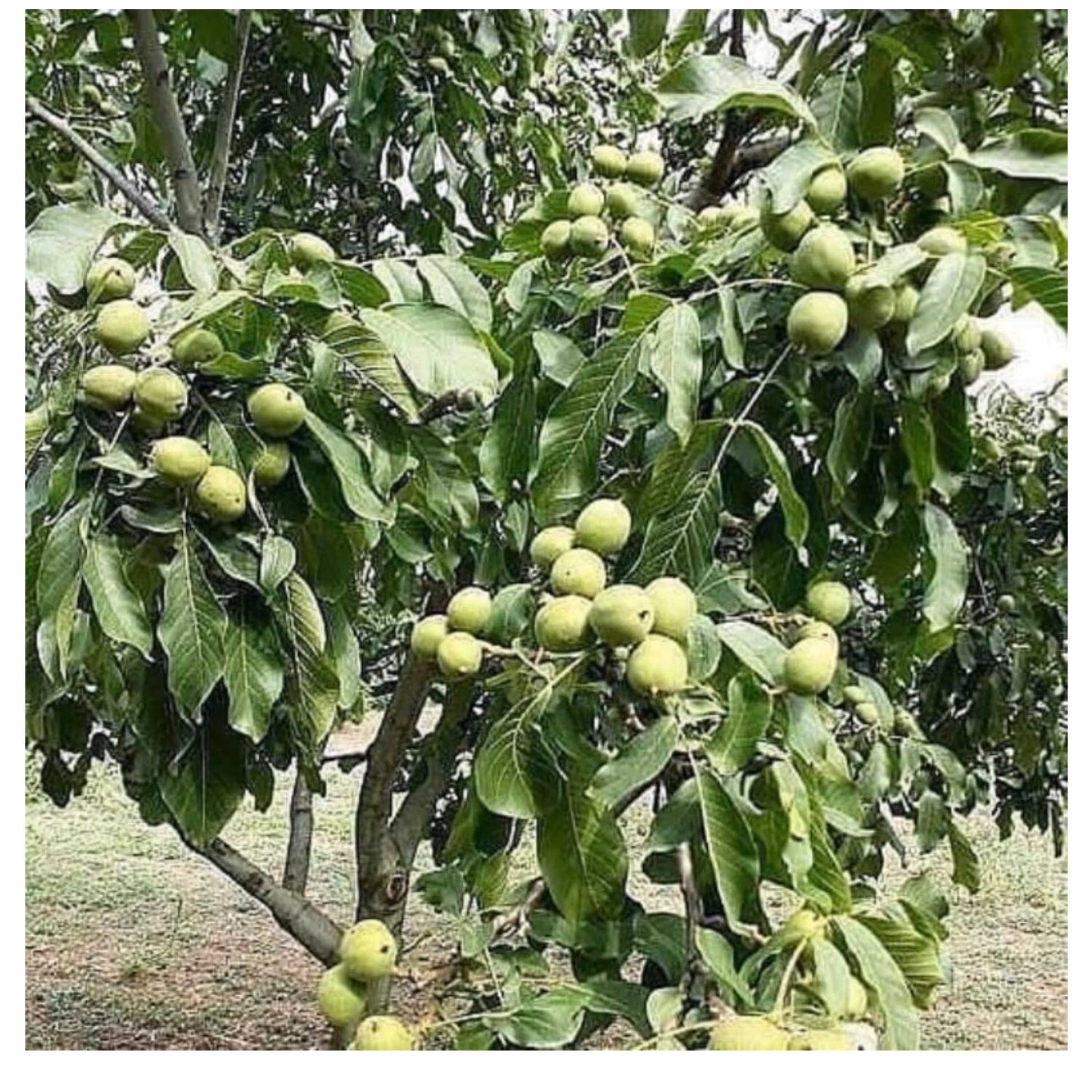 گردو کوپه کانادایی  پیوندی موجود درنهالستان  ساقه طلا(حداقل ارسال 4 عدد)