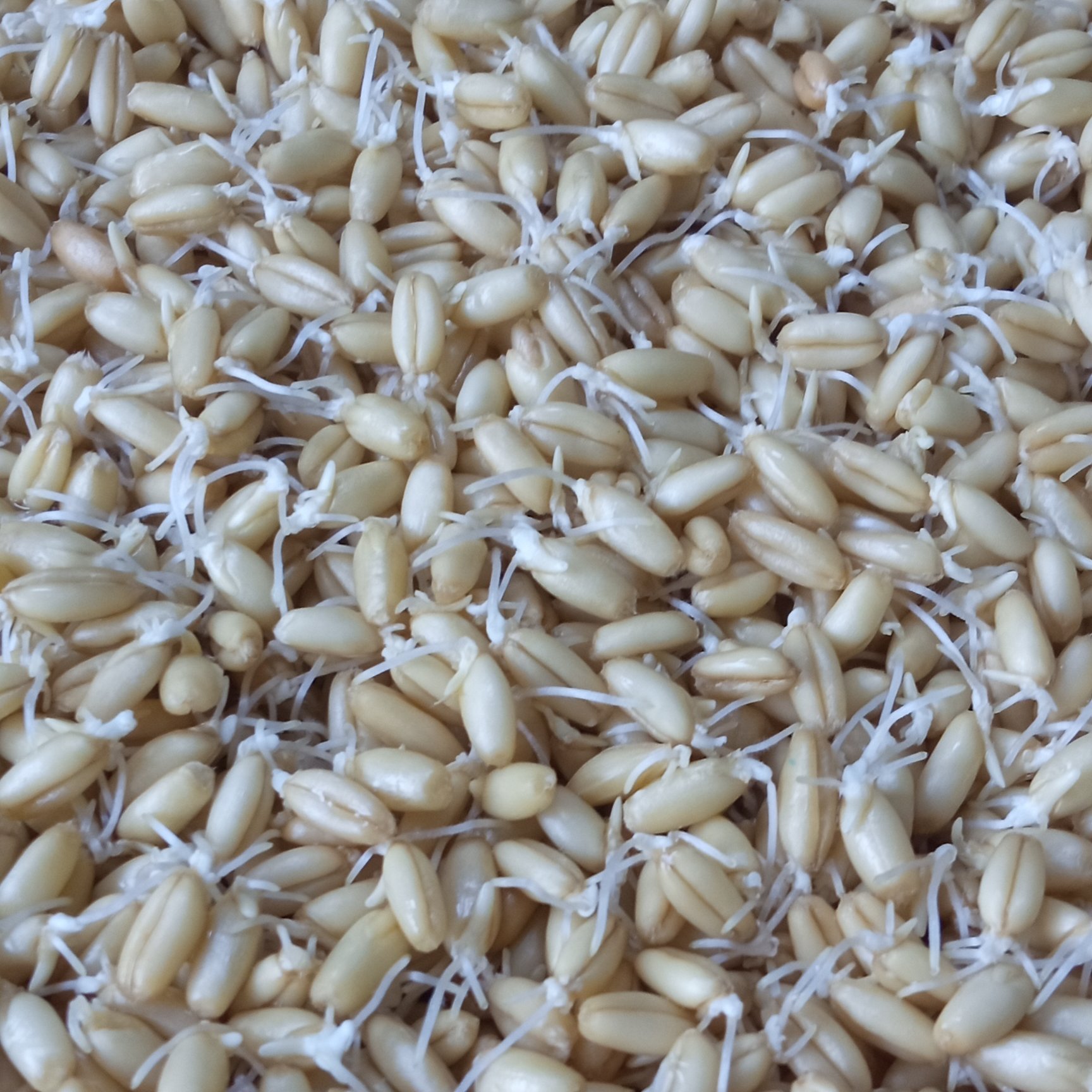 جوانه گندم 200 گرمی