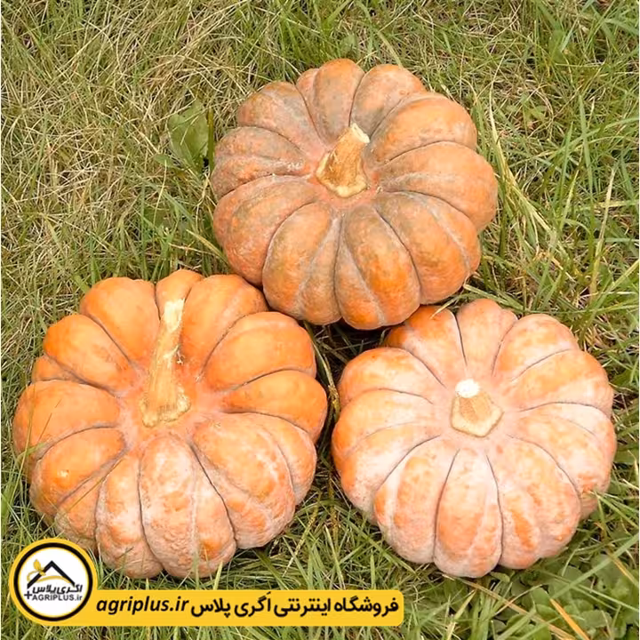 بذر کدو زینتی هیدمی (Cucurbita moschata Hidemi) مولر