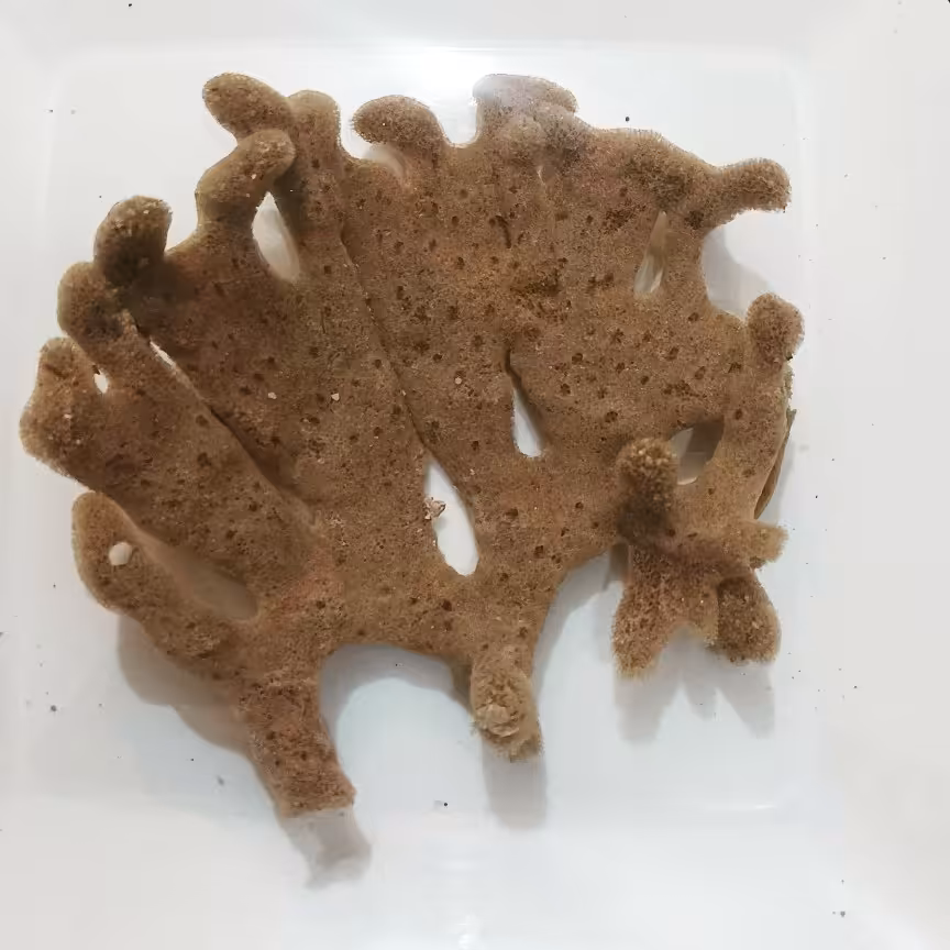 اسفنج دریایی مناسب برای  مراقبتهای پوستی و ارایشی