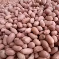 بادام  زمینی محلی   