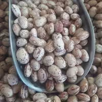 لوبیا چیتی دست چین فله