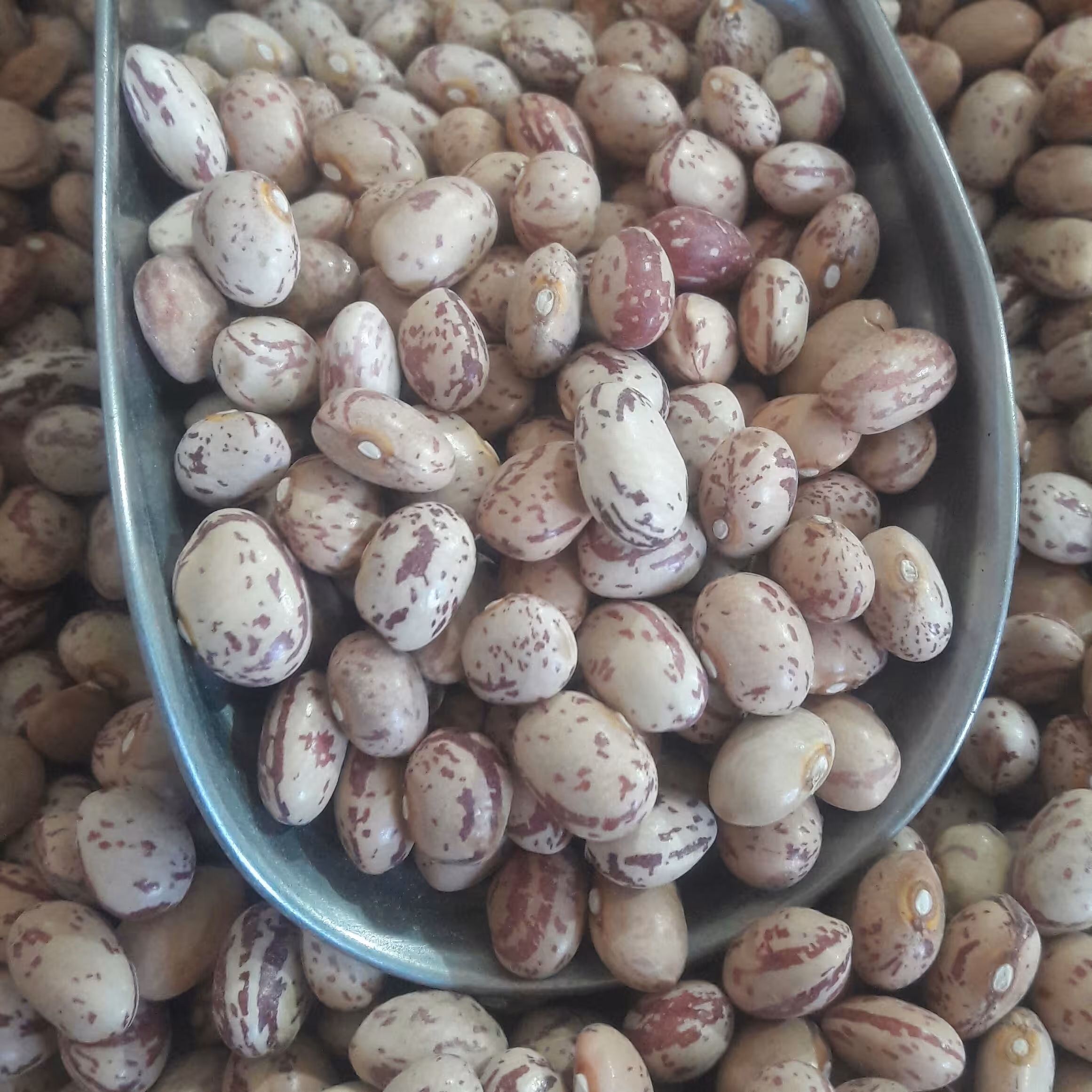 لوبیا چیتی دست چین فله