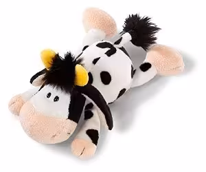 cow lying كد36833