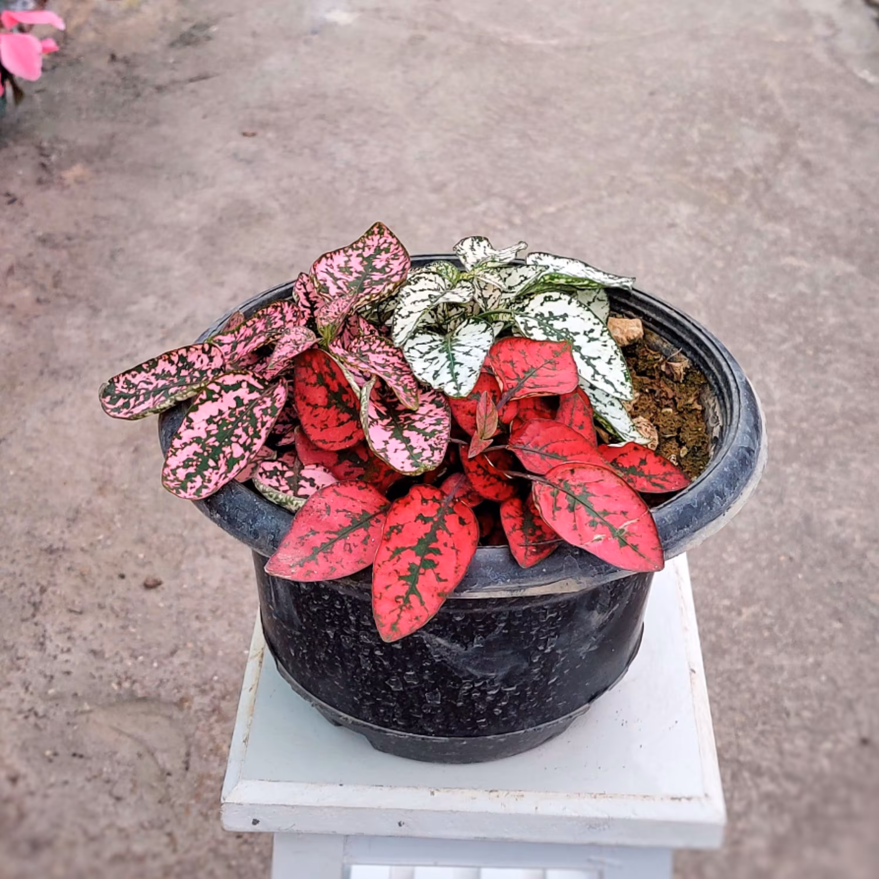 گل سنگ سه رنگ ( قرمز سفید و صورتی) 