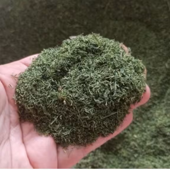 شوید خشک درجه 1