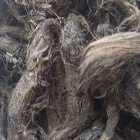 سنبل الطیب (علف گربه) 
