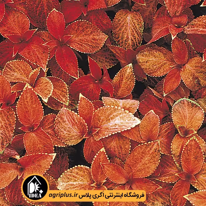 بذر گل حسن یوسف Wizard پن امریکن