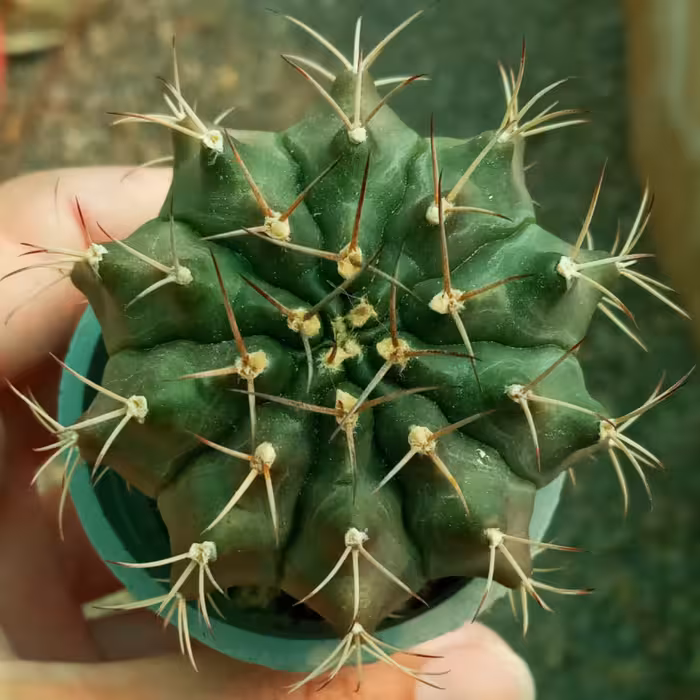 کاکتوس ژیمنوکالیسیوم دامسی گلدان 6 پر