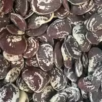 لوبیا  عروس 