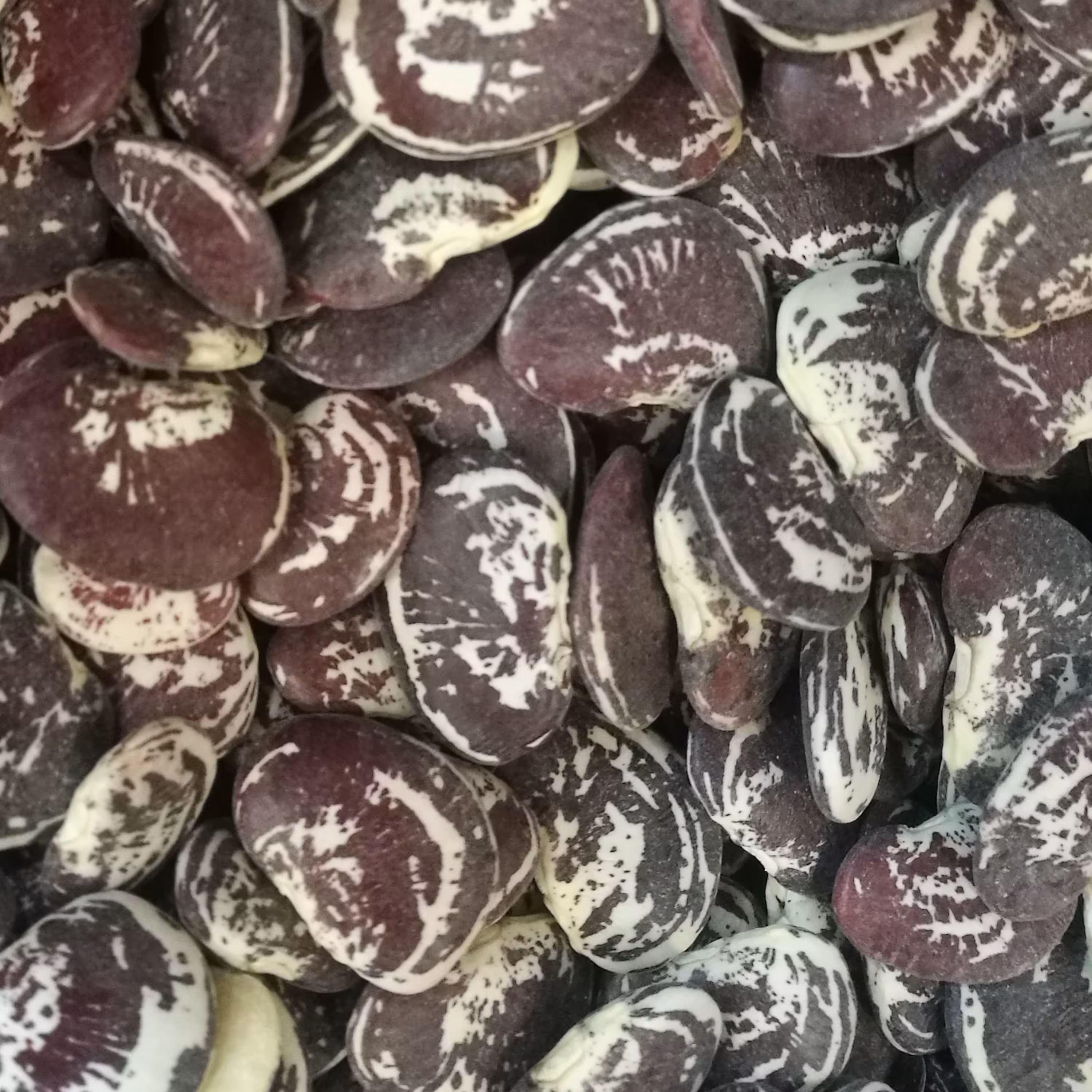 لوبیا  عروس 