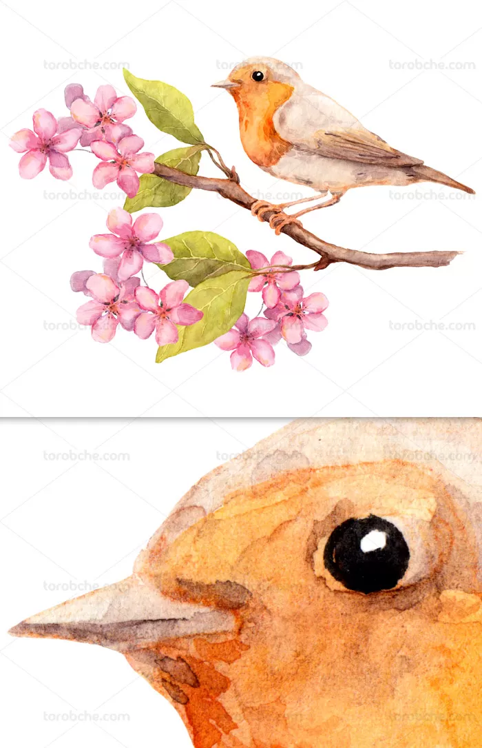 عکس با کیفیت پرنده | گرافیک با طعم تربچه