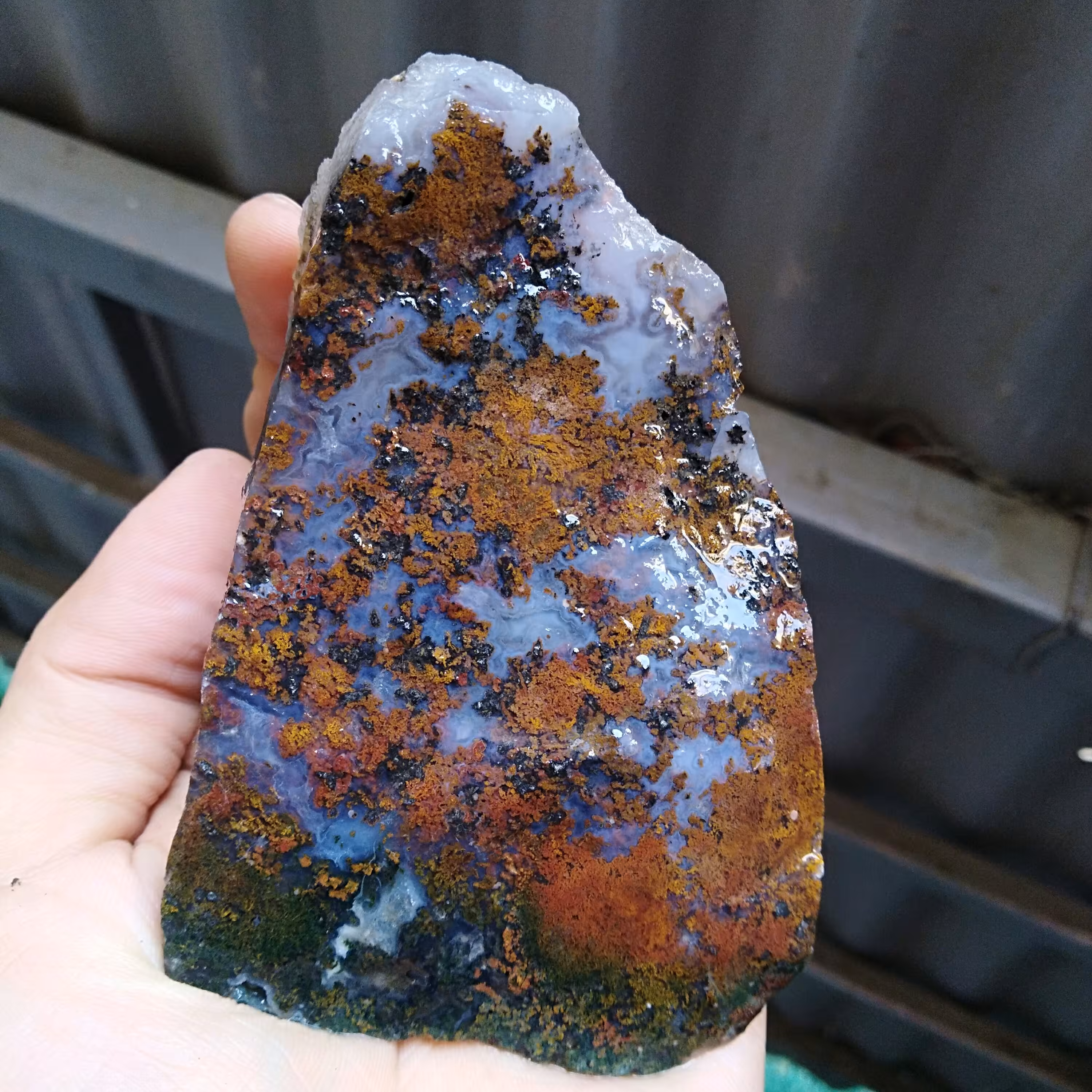 راف شجر منظره 7رنگ بسیار کمیاب دیدنی کاملا طبیعی