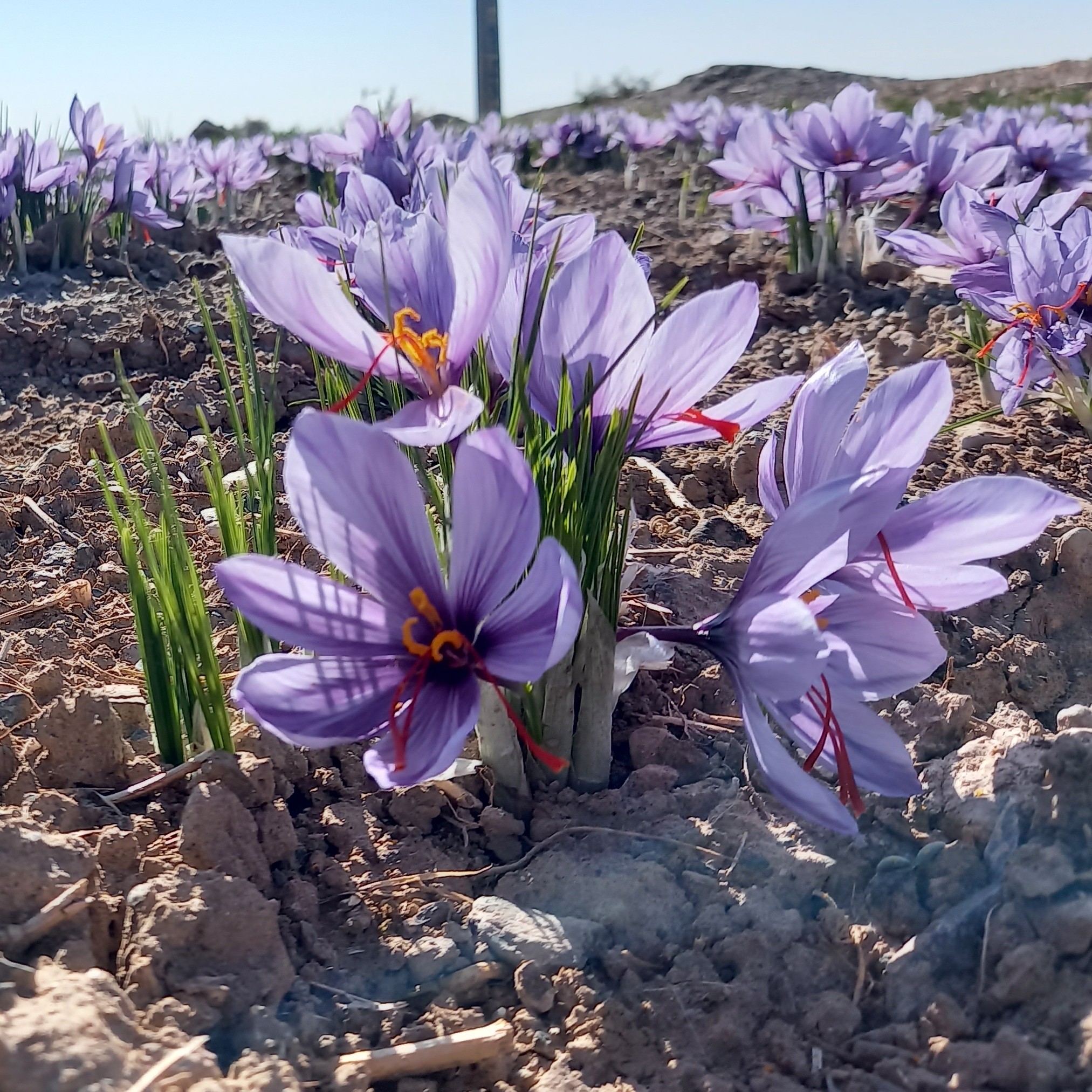 زعفران 25گرمی طبیعی