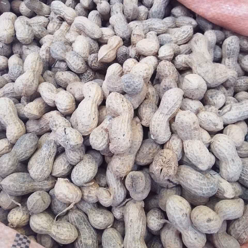 بادام زمینی خام درجه یک خوشمزه و خوش طعم ( یک کیلو گرم)