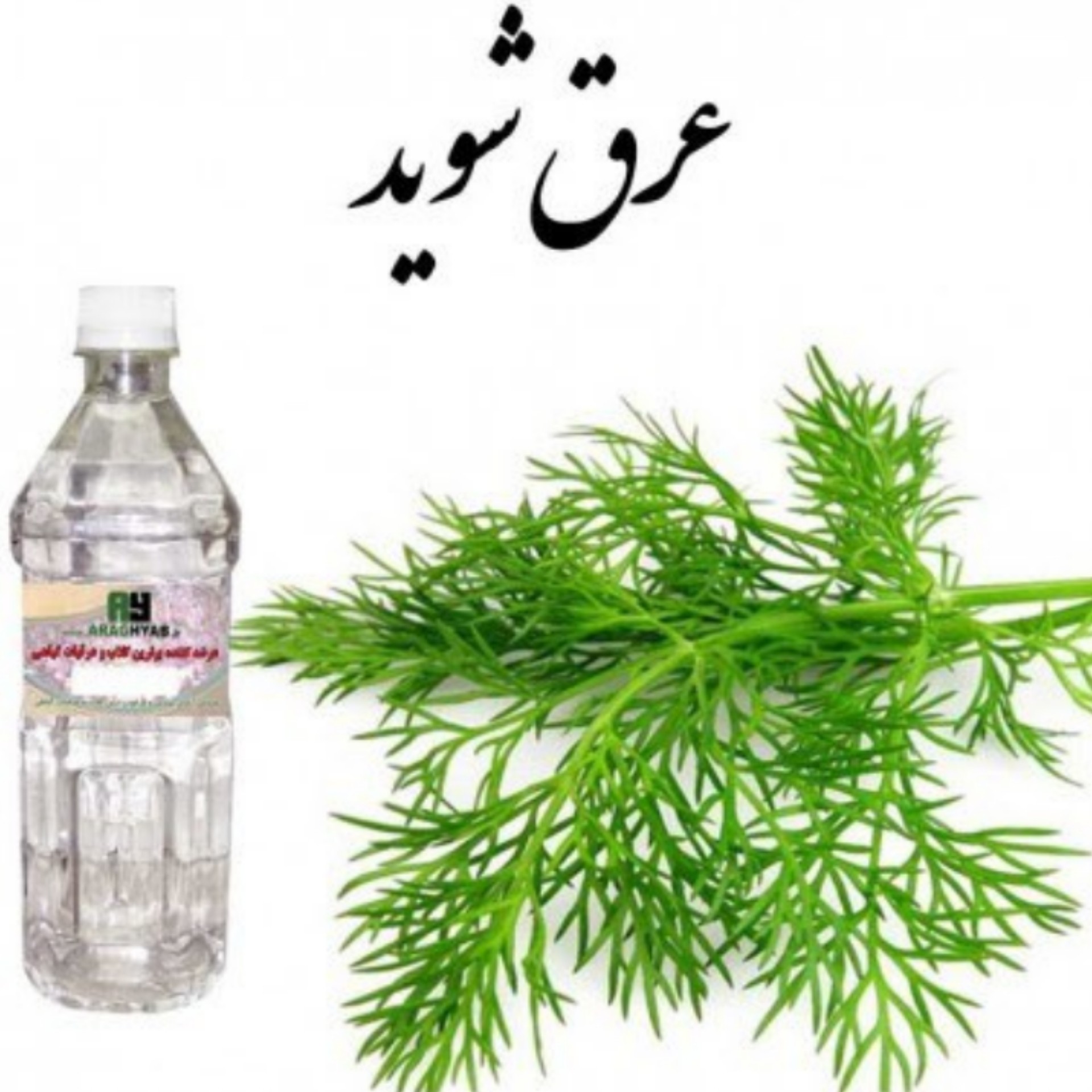 عرق شوید