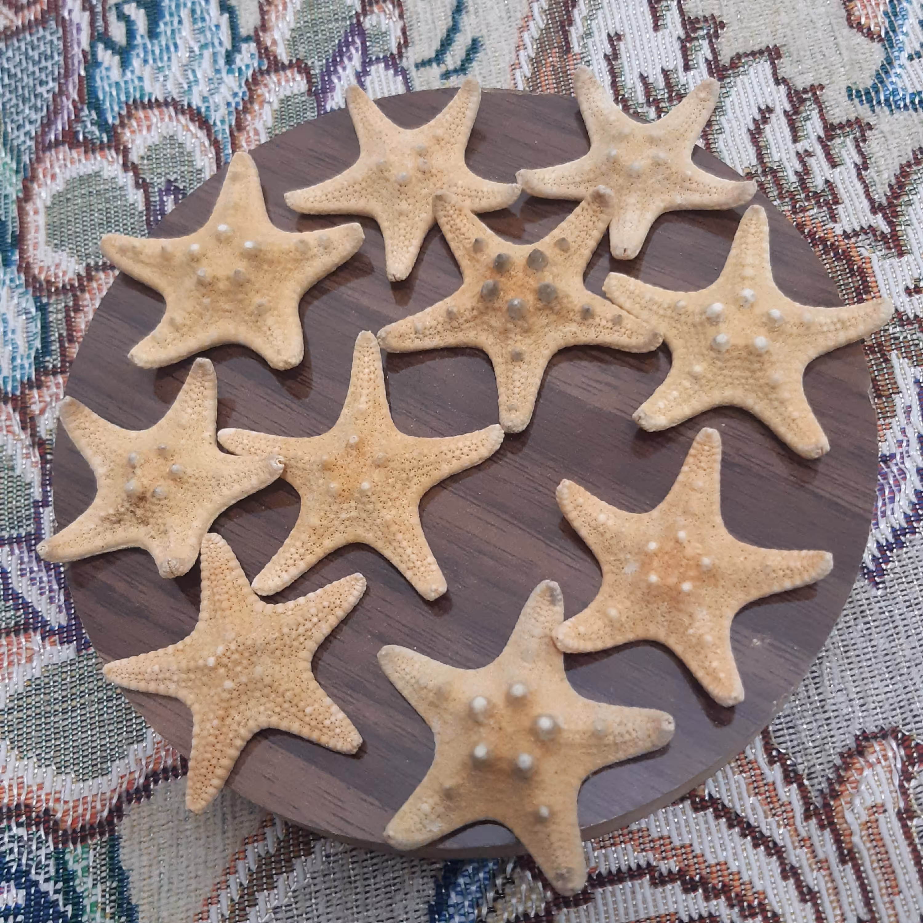 ستاره دریایی  کد 3